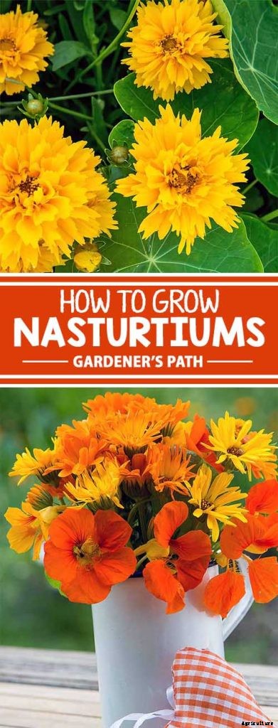 How to Plant and Grow Nasturtiums
