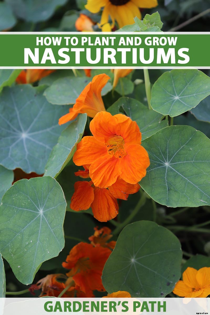 How to Plant and Grow Nasturtiums