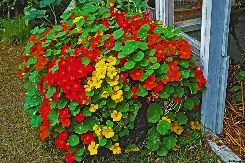 How to Plant and Grow Nasturtiums