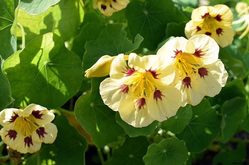 How to Plant and Grow Nasturtiums