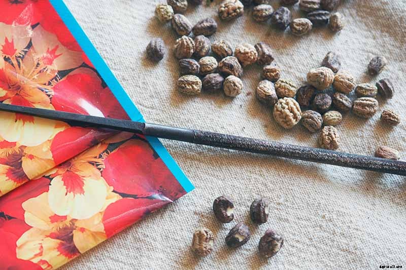 How to Plant and Grow Nasturtiums