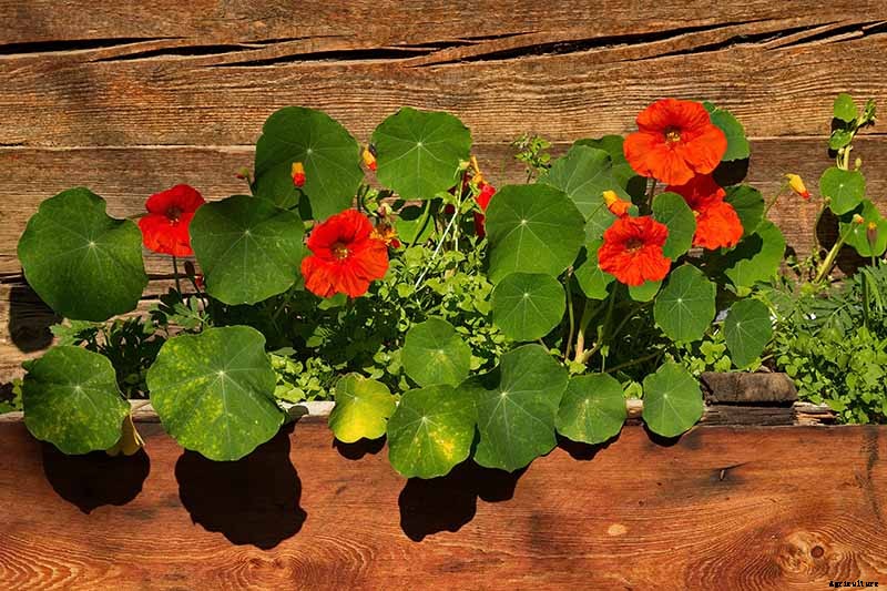 How to Plant and Grow Nasturtiums