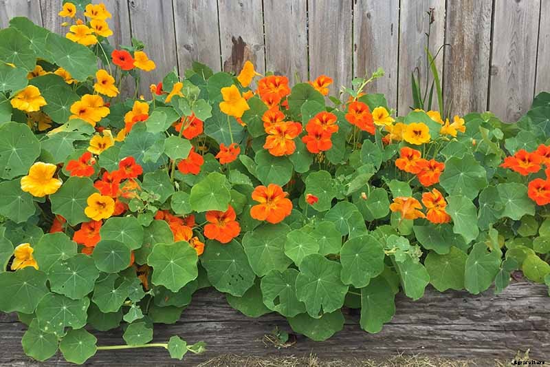 How to Plant and Grow Nasturtiums