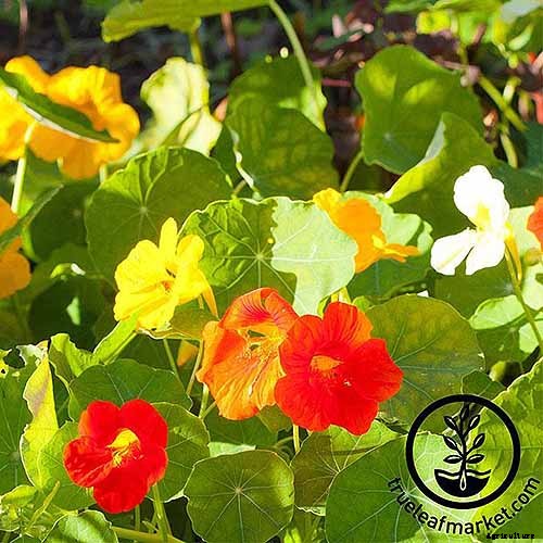 How to Plant and Grow Nasturtiums