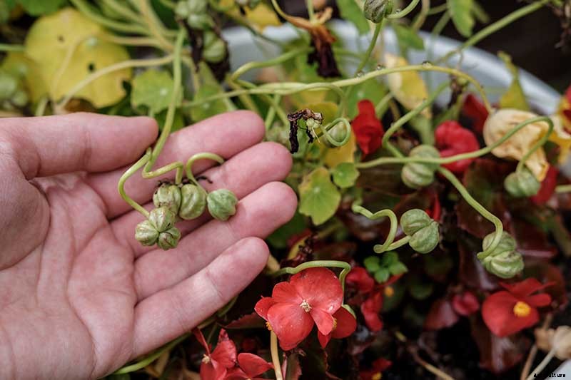 How to Plant and Grow Nasturtiums