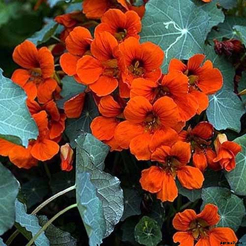 How to Plant and Grow Nasturtiums