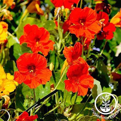 How to Plant and Grow Nasturtiums