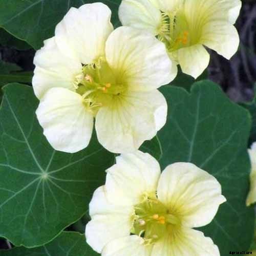 How to Plant and Grow Nasturtiums