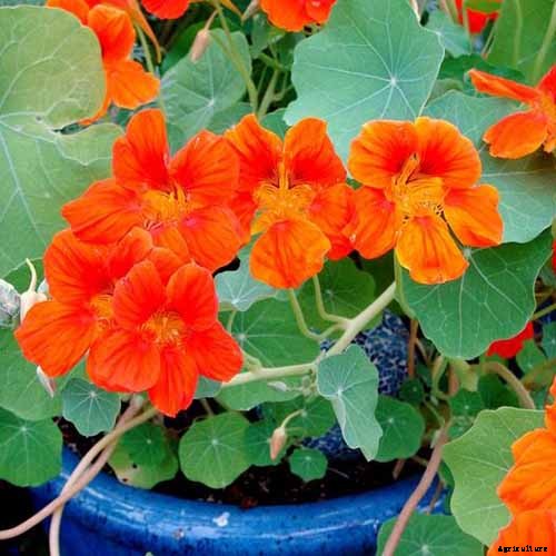 How to Plant and Grow Nasturtiums