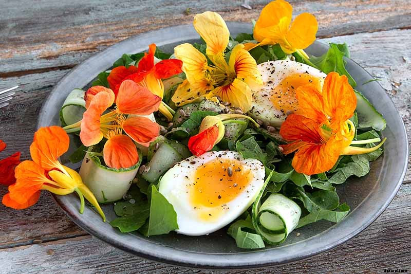 How to Plant and Grow Nasturtiums