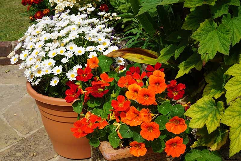 How to Plant and Grow Nasturtiums