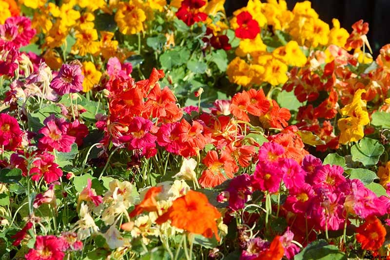 How to Plant and Grow Nasturtiums