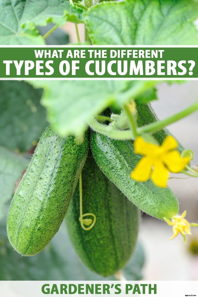 What Are the Different Types of Cucumber Plants?