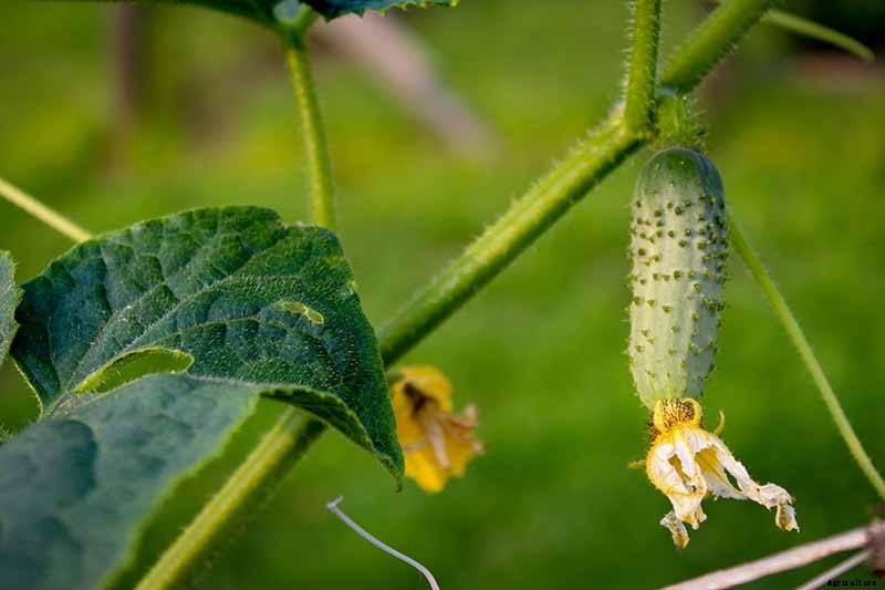 What Are the Different Types of Cucumber Plants?