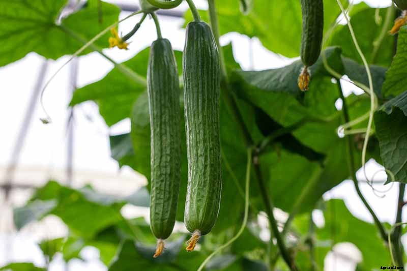 What Are the Different Types of Cucumber Plants?