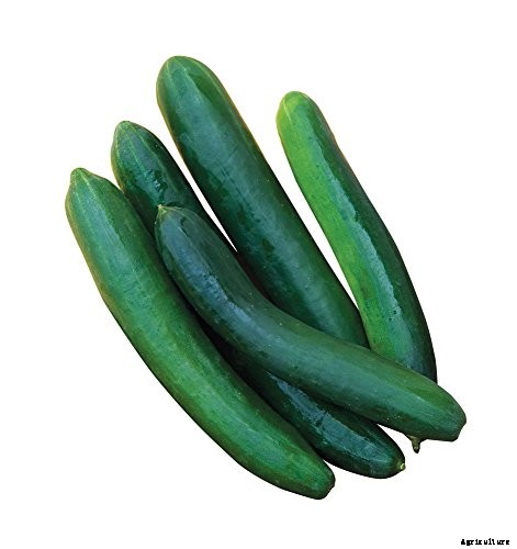 What Are the Different Types of Cucumber Plants?