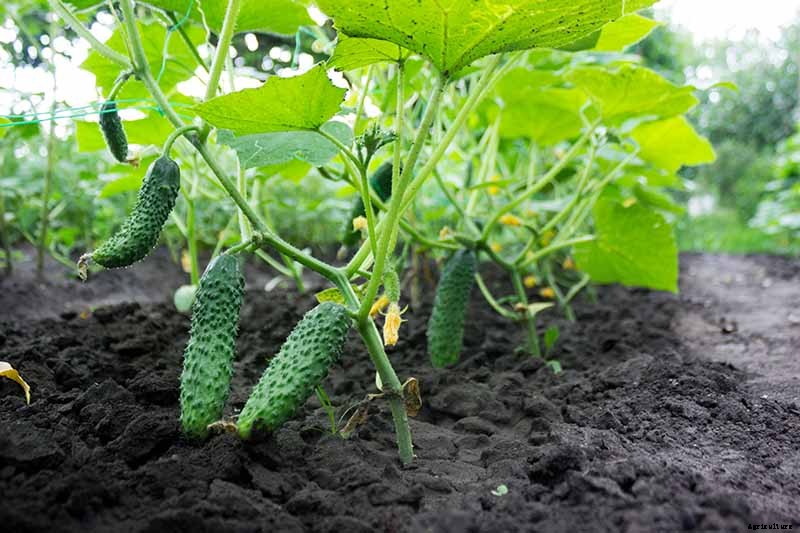 What Are the Different Types of Cucumber Plants?