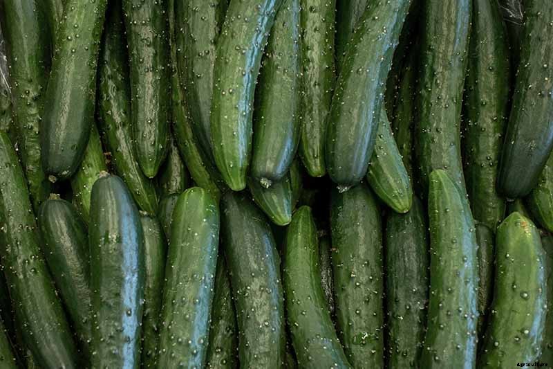 What Are the Different Types of Cucumber Plants?