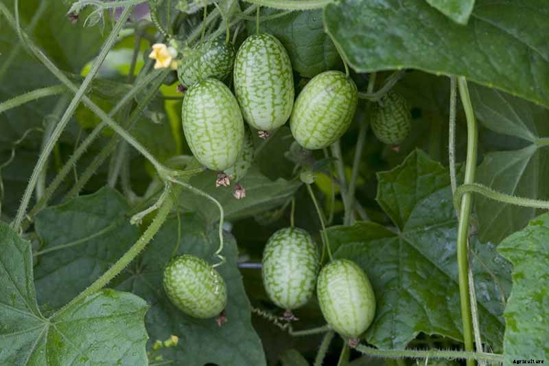 What Are the Different Types of Cucumber Plants?