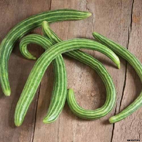 What Are the Different Types of Cucumber Plants?