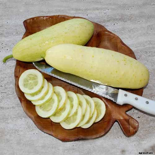 What Are the Different Types of Cucumber Plants?