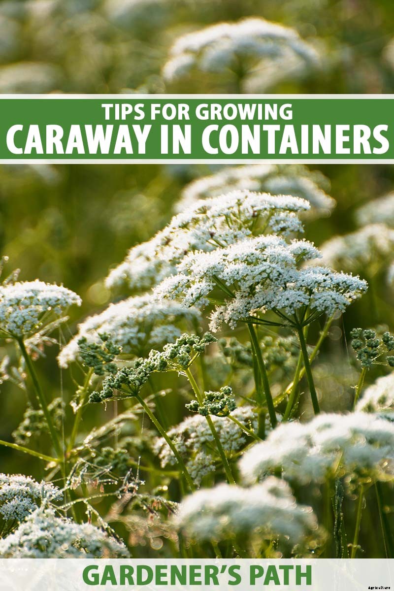Tips for Growing Caraway in Containers
