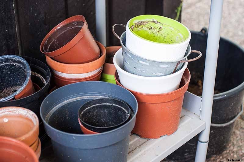 Tips for Growing Caraway in Containers