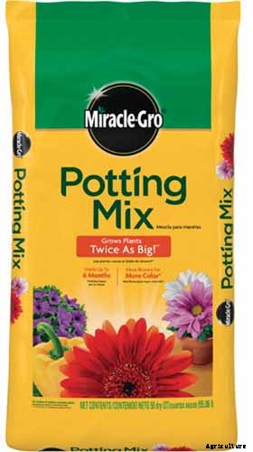 Tips for Growing Caraway in Containers