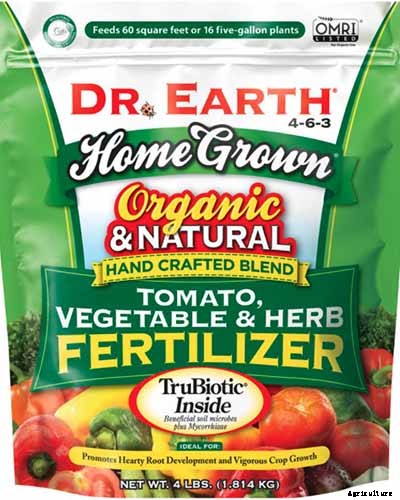 Tips for Growing Caraway in Containers