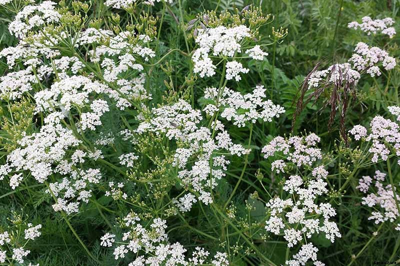 Tips for Growing Caraway in Containers