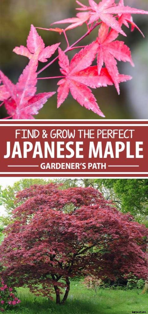 How to Grow Japanese Maple Trees