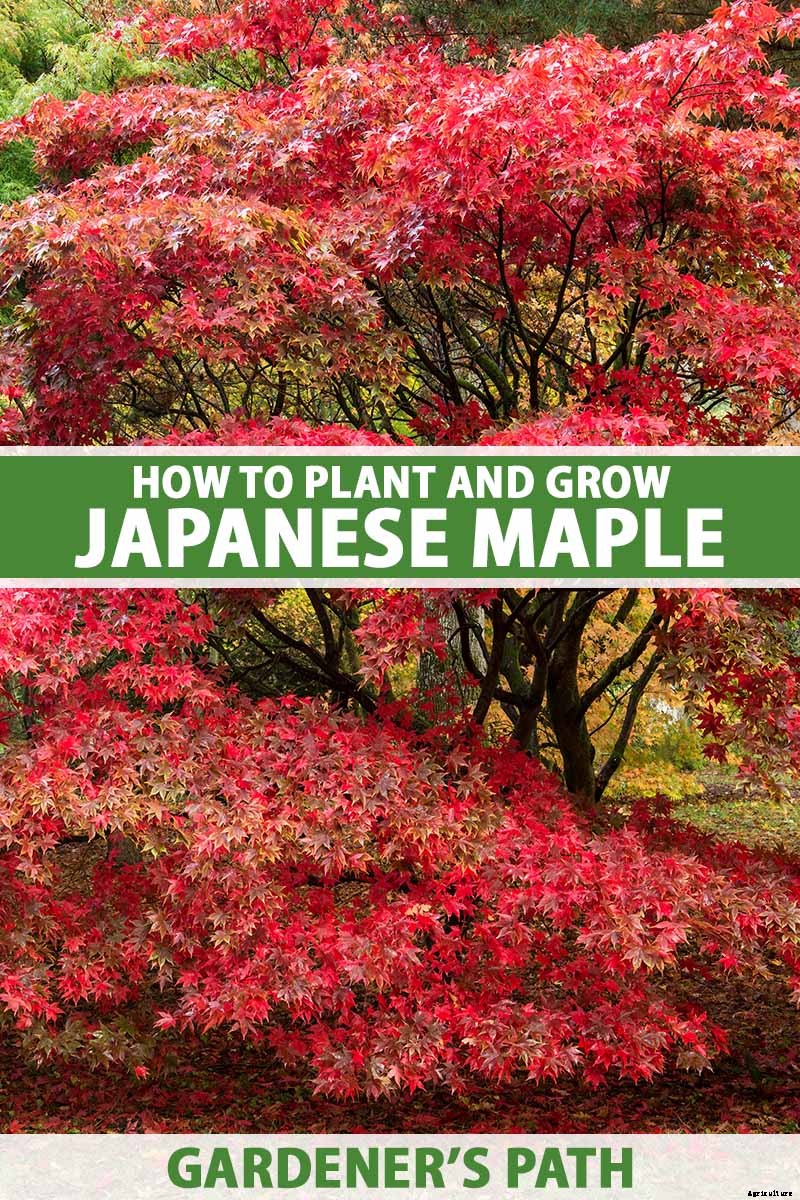 How to Grow Japanese Maple Trees