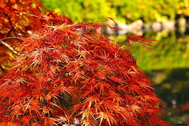How to Grow Japanese Maple Trees
