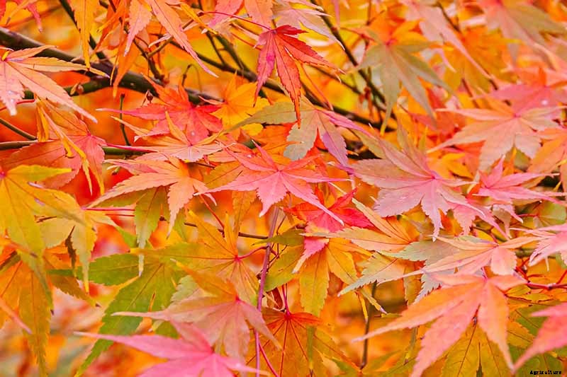How to Grow Japanese Maple Trees