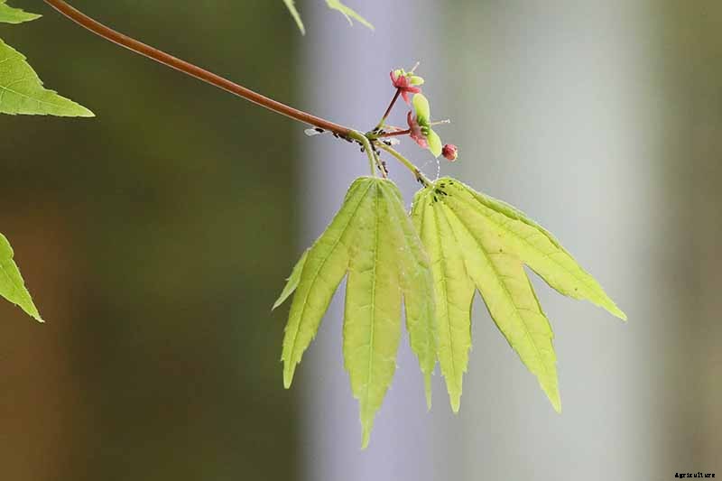 How to Grow Japanese Maple Trees