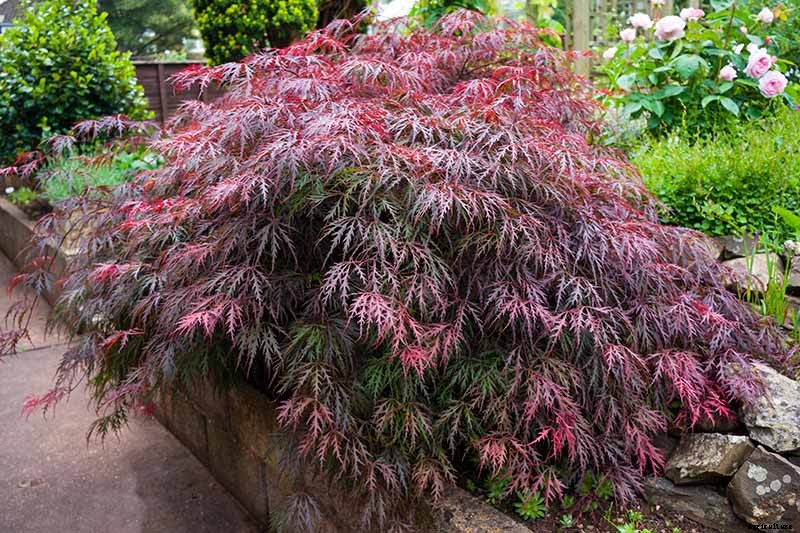 How to Grow Japanese Maple Trees