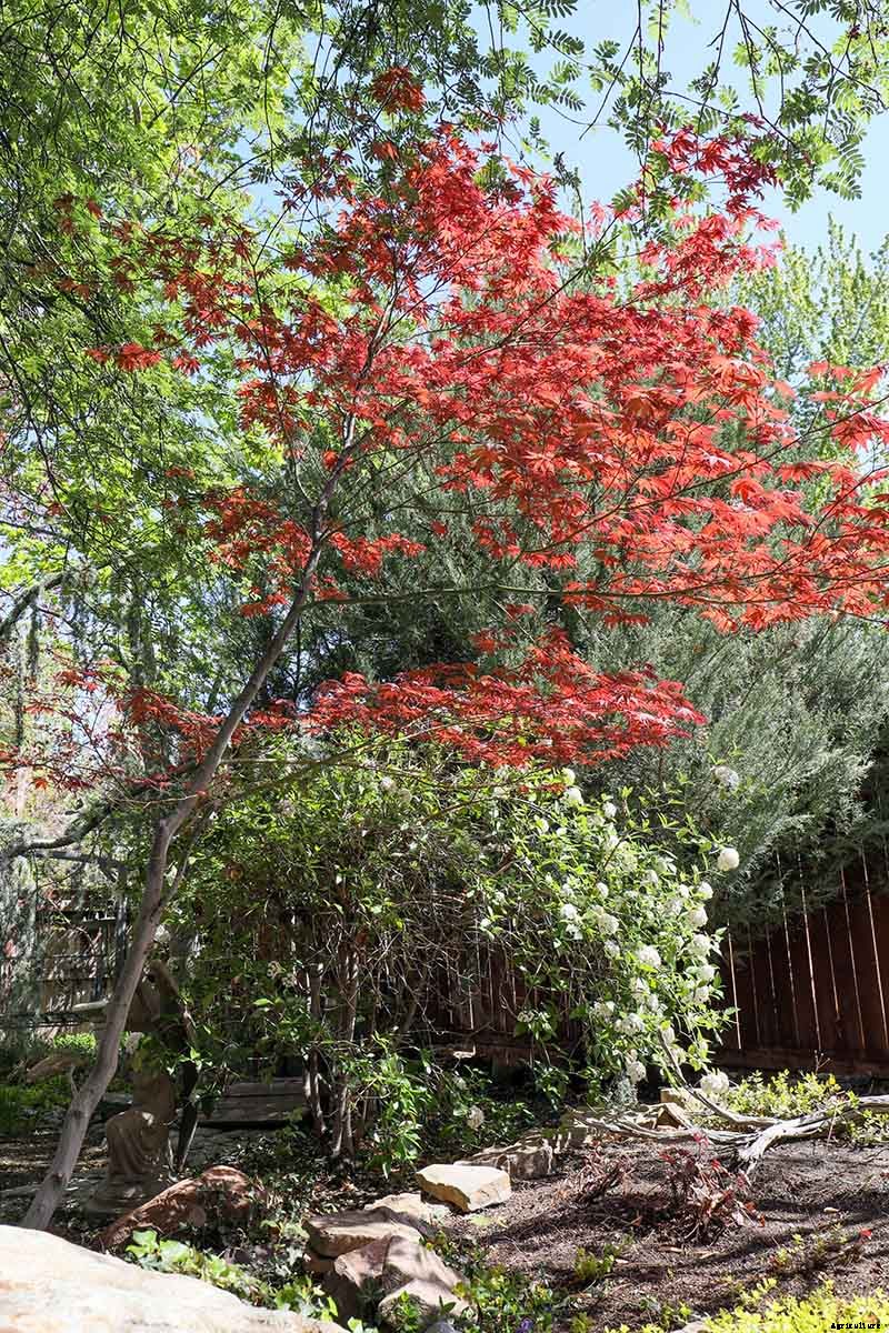 How to Grow Japanese Maple Trees