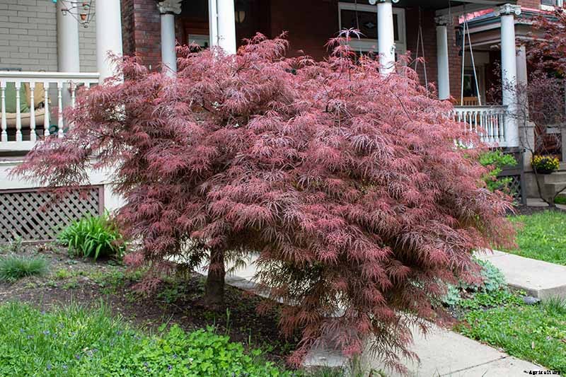 How to Grow Japanese Maple Trees