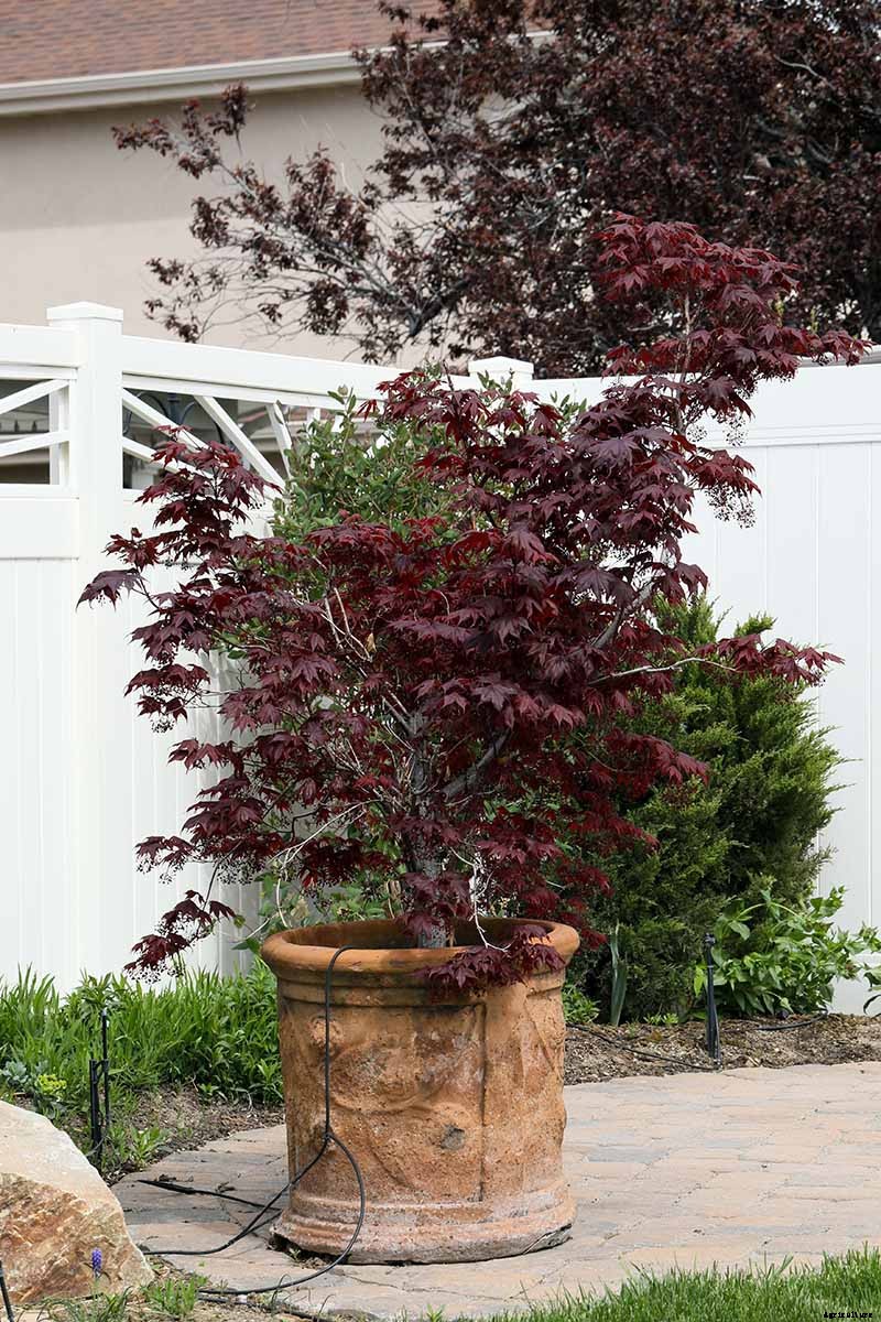 How to Grow Japanese Maple Trees