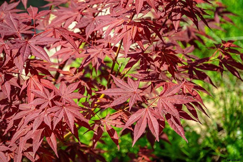 How to Grow Japanese Maple Trees