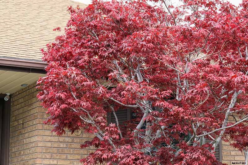 How to Grow Japanese Maple Trees