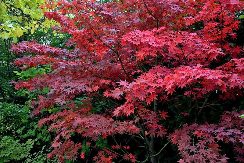 How to Grow Japanese Maple Trees