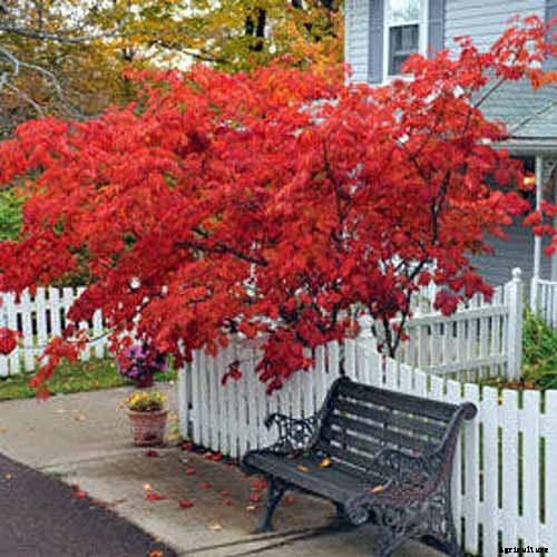 How to Grow Japanese Maple Trees