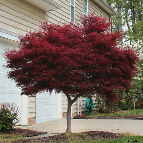 How to Grow Japanese Maple Trees