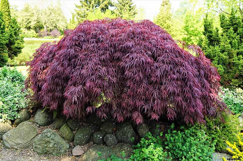 How to Grow Japanese Maple Trees