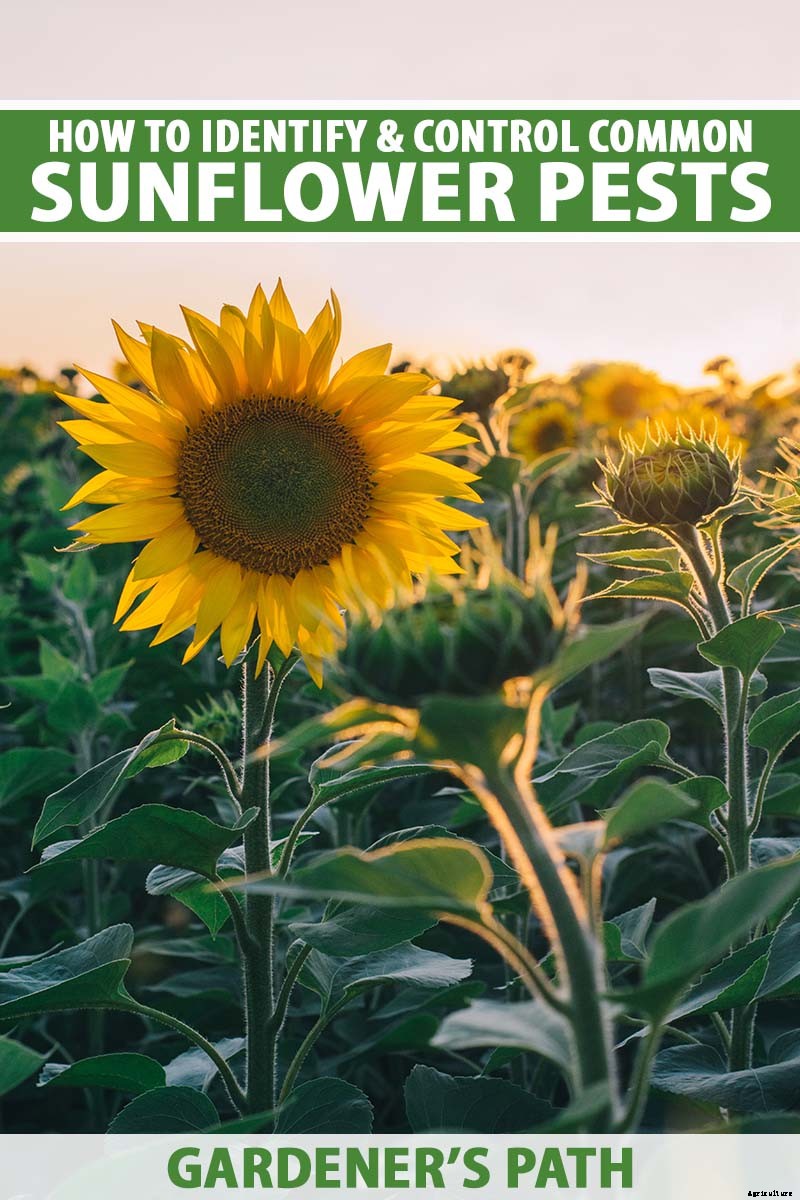 How to Identify and Control Common Sunflower Pests