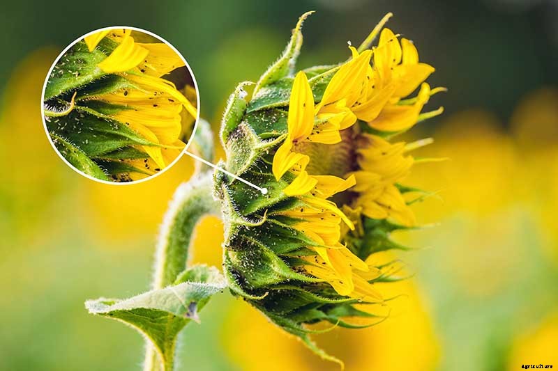 How to Identify and Control Common Sunflower Pests