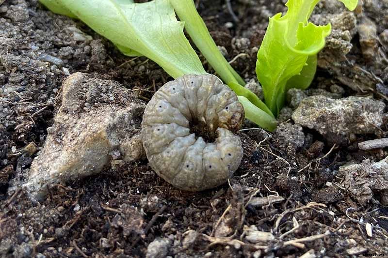 How to Identify and Control Common Sunflower Pests