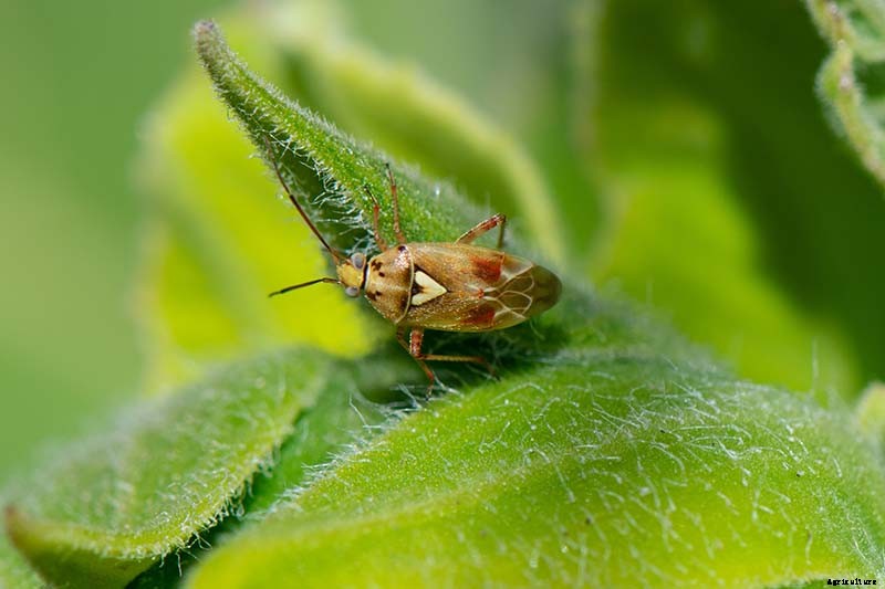 How to Identify and Control Common Sunflower Pests