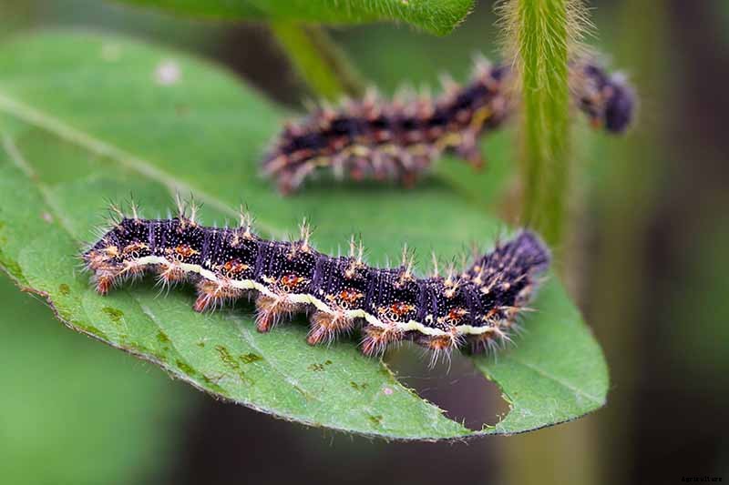 How to Identify and Control Common Sunflower Pests